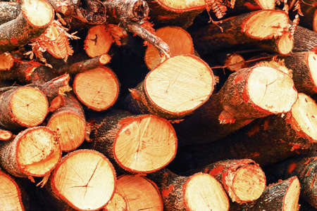 Pile of pine wood background texture