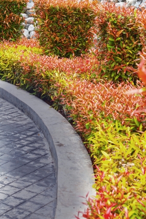 way in the park.の写真素材