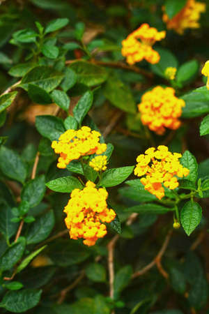 Lantana yellow flowersの写真素材