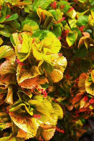 Green and red leaves in the garden