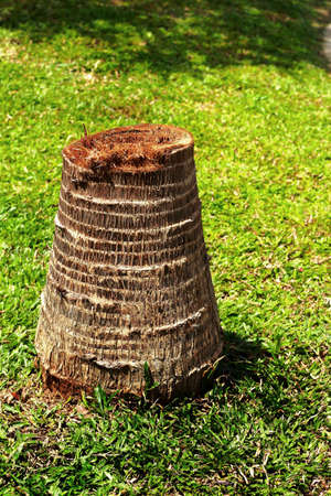 Coconut old stump in the grass の写真素材