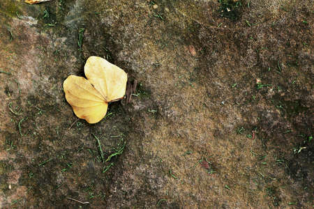 Yellow leaves on the ground の写真素材