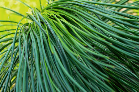 Green leavesの写真素材