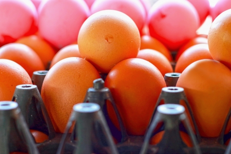 Panel of preserved egg and egg.の写真素材