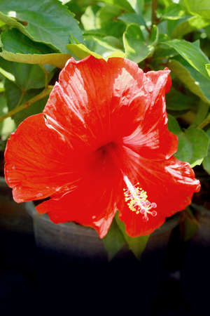 Flowers red - Hibiscus flowerの写真素材
