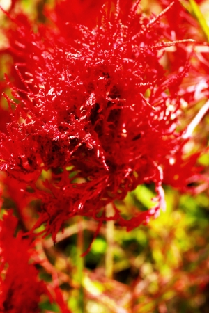 Red flower in garden