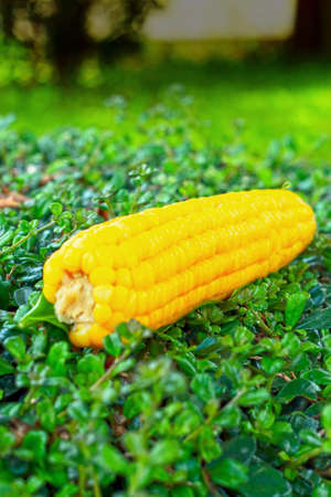 Fresh corn on the green grass.
