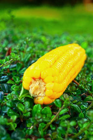 Fresh corn on the green grass.の写真素材