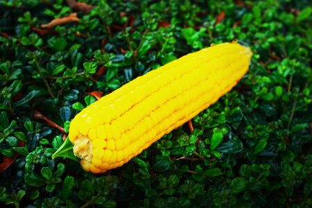 Fresh corn on the green grass.の写真素材