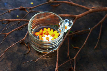 Daisies in a glass on the twigs.の写真素材