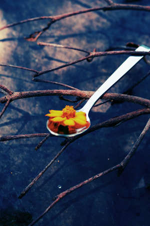 Daisy on twigs の写真素材