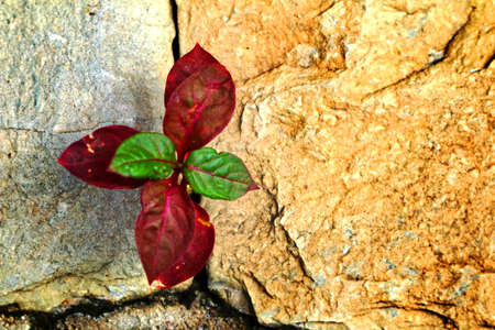 Green leaves background on stoneの写真素材