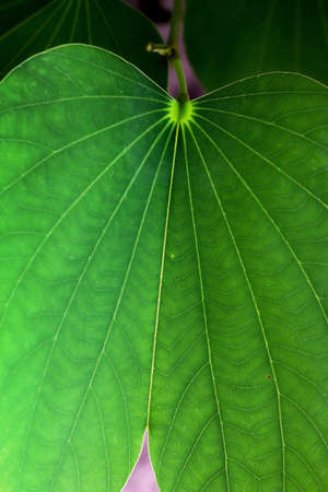 Green leaves background