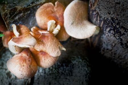 Fresh shiitake mushroom on natureの写真素材