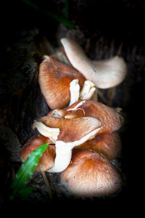 Fresh shiitake mushroom on natureの写真素材