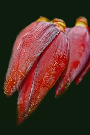 Banana blossom at the market.の写真素材
