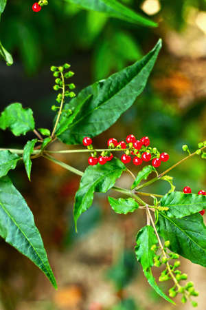 Red flowers