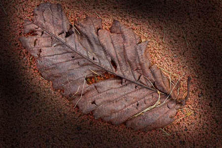 Dry leaves on a red Field 