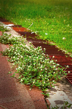 Running track for in the stadium - green grass の写真素材