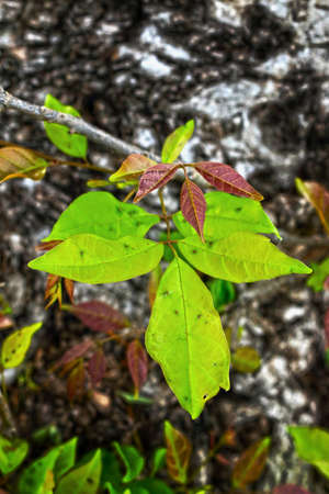 Green leaves.