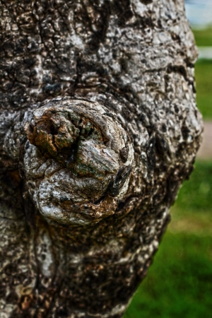 Old wood background texture - vintageの写真素材