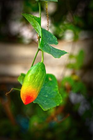 Little Watermelon on naturalの写真素材