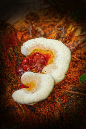 Ganoderma Lucidum - Ling Zhi Mushroom.
