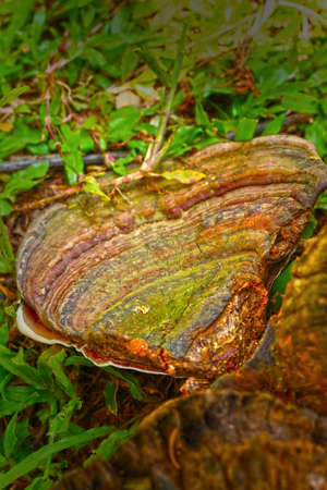 Ganoderma Lucidum - Ling Zhi Mushroom.