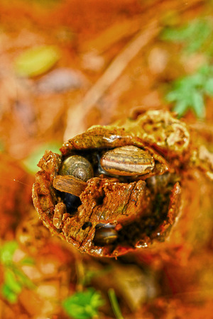 Group of snails crawling on a treeの写真素材