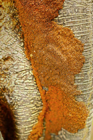 Termite nests on tree