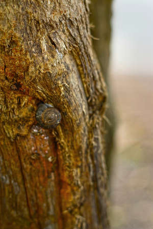 Group of snails crawling on a treeの写真素材