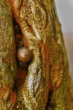 Group of snails crawling on a treeの写真素材