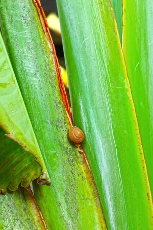 Group of snails crawling on a treeの写真素材
