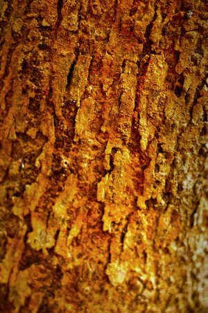 Termite nests on tree