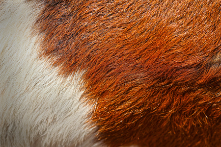 Fur goats background 