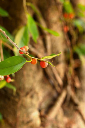 Wild red berries in nature.の写真素材