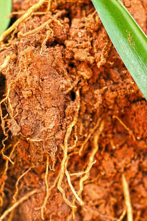 Root  in natureの写真素材
