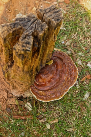 Ganoderma Lucidum - Ling Zhi Mushroom 