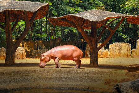 Hippo portrait in the natureの写真素材