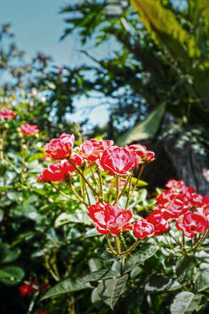 Pink rose flowers