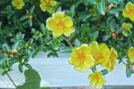 Yellow petunias flowersの写真素材