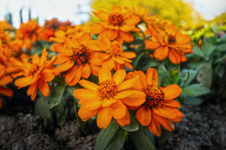 Colorful daisy flowers in the gardenの写真素材