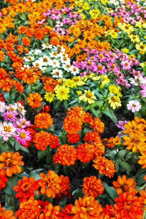 Colorful daisy flowers in the garden