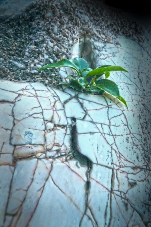 Leaf green marble insert.の写真素材