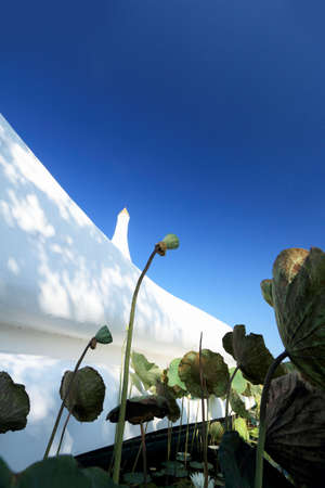 Lotus temple wall.の写真素材