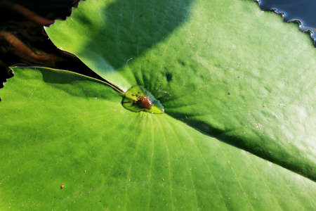 Lotus leavesの写真素材