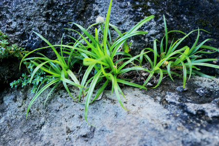 Grass and rocks in nature
