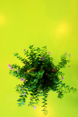 Small pink flowers in a glass jar on the table.の写真素材