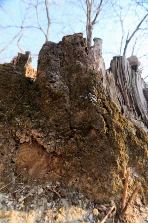 Dry dead moss green in nature 