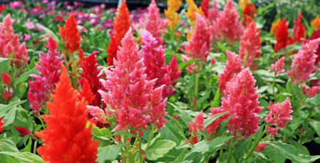 Cockscomb flowers in the nature